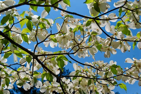 Heartstrings Of Connection (No Music)