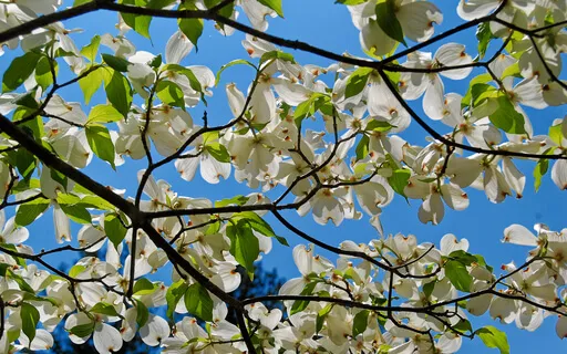 Heartstrings Of Connection (With Music)