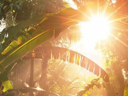 Heat Of The Jungle: Sounds Of A Sunlit Tropical Paradise