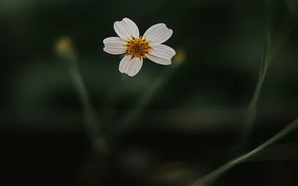 Heavenly Dreams - Sleeping Music 