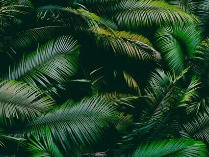 Heavenly Jungle With Harp And Nature Soundscape