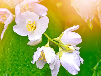 Heavenly Piano (Spoken Word Meditation)