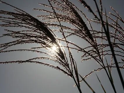 Heavenly Voices Of Light | Angelic Music