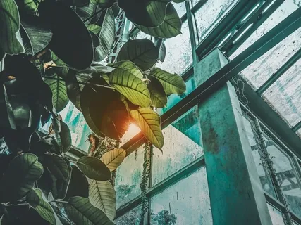 Heavy Rain On Greenhouse Roof 