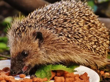 Hedgehog Munching & Eating Sounds