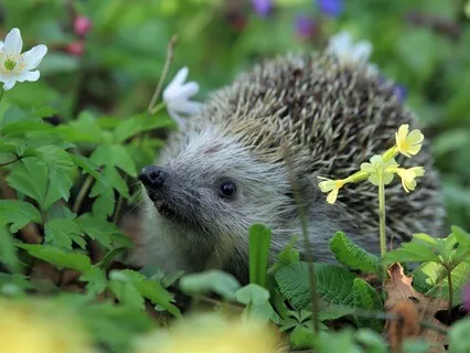 Hedgehogs At Mealtime (ASMR)