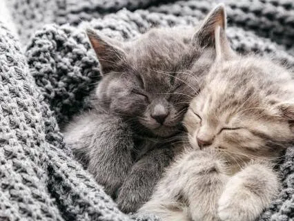 Heidi Cherry & Vaya | Cat Club Slumber Party