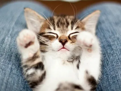 Heidi Cherry & Vaya | Evie The Magical Kitten