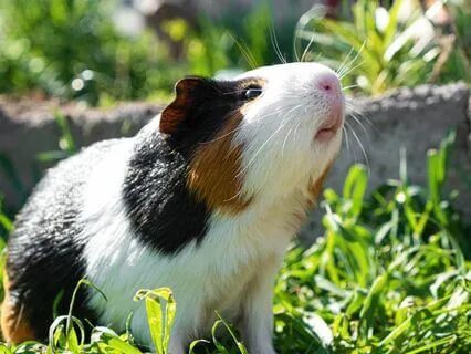 Heidi Cherry & Vaya | Guinea Pig Nightmare