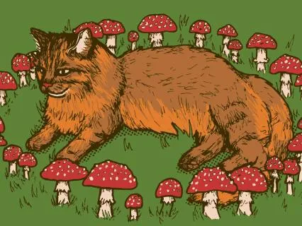 Heidi Cherry & Vaya | Mushroom Foraging