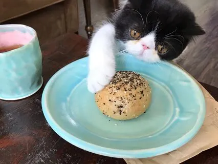 Heidi Cherry & Vaya | Plain Bagel & Cream Cheese