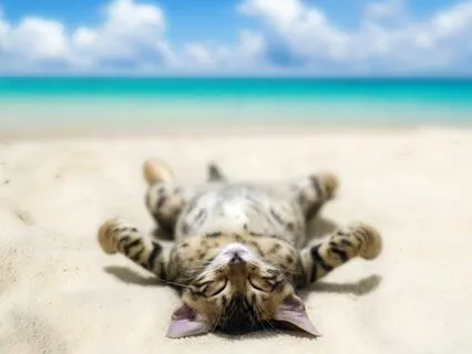 Heidi Cherry & Vaya | The Ocean