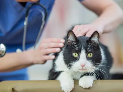 Heidi Cherry & Vaya | The Best Hospital In Town