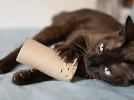 Heidi Cherry & Vaya | Toilet Roll Mummy