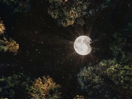 Held By The Night | An 8 Hour Forest Sleep Journey