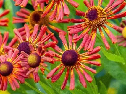 Helenium - Music For Relaxation & Stress Relief