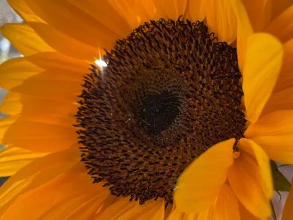 Heliotropism Sunflower Meditation