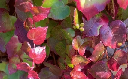 Hello Beautiful Meditation