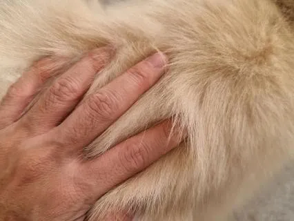 Help Grieving The Loss Of Your Cat