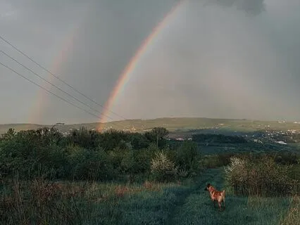 Helping Your Beloved Pet Cross Over The Rainbow Bridge