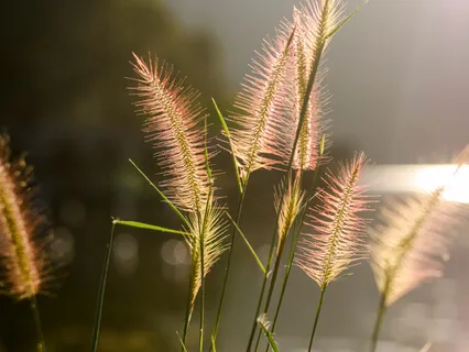 Henrietta Hippocampus (Season 2)