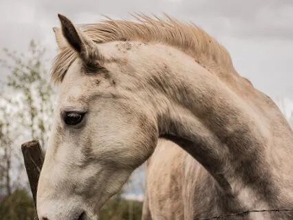 Henry The Horse And The Angels: A Children's Story