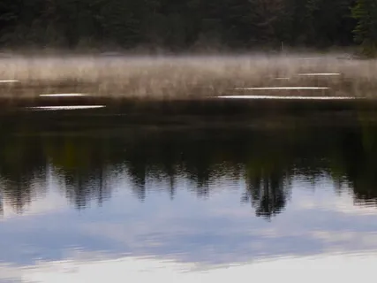 Her Shining While Lillies & Purple Rose