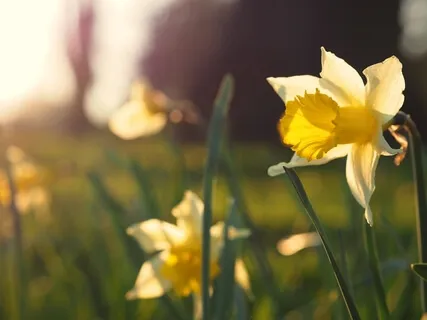 Here Comes The Sun, Here Come The Daffodils