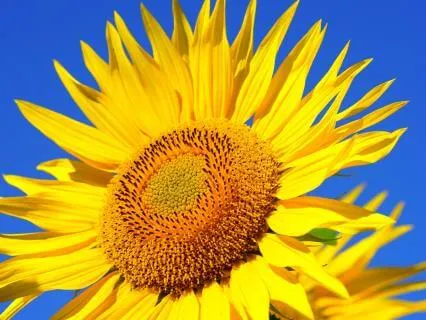 Here & Now | A Simple Breath Awareness Meditation