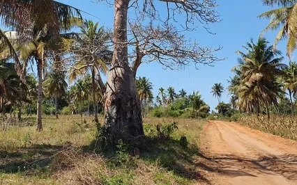 Here To Help My Ancestors