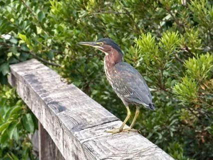 Heron Stillness: Trust Your Own Timing