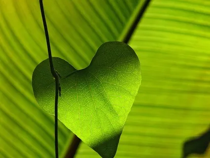 Herzchakra: Musik und Affirmationen für ein offenes Herz