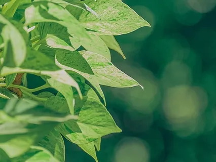 Hey Amba - Chant To The Goddess - Feminine Principle