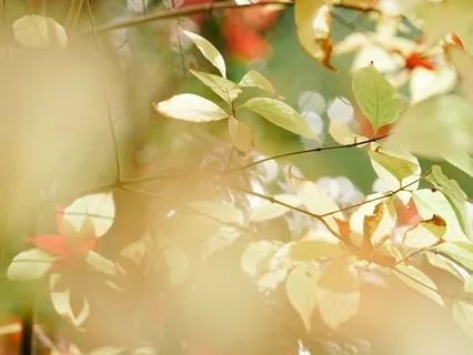 Heyoka Market | Tribal Sounds Journey