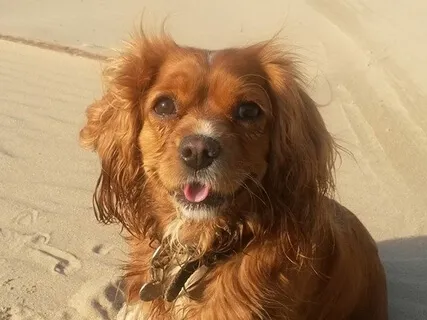 Hi, Thank You, I Love You