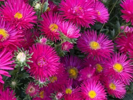 Hibiscus For Stress Relief And Inner Harmony