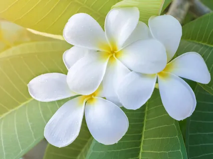 HIEHIE Insight Timer Special Version