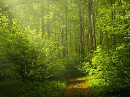 High-Frequency Healing & Sleep Meditation