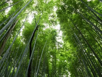 High-Performance Clarity: 17 Hz Beta Waves