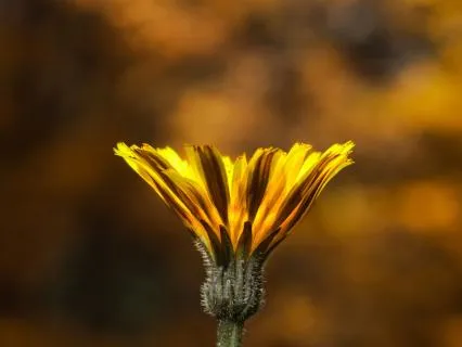 Higher Consciousness And Problem Solving Meditation