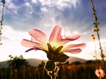 Higher Expanded Consciousness 