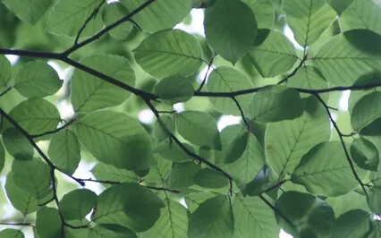 Higher Light Decree - Invoking Energetic Protection