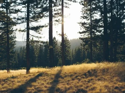 Higher Light Decree: Realignment With Sovereignty