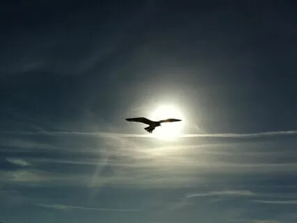 Higher Perspective Meditation