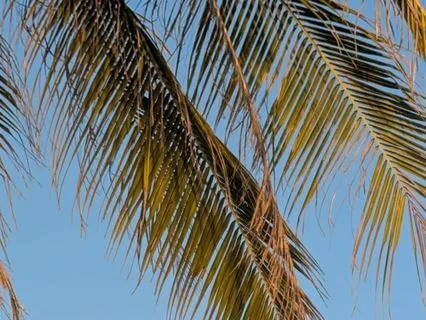 Higher Self Meditation