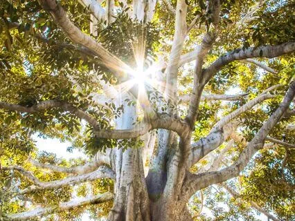 Higher Self Reiki Meditation