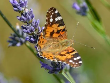 Higher Self - Release Resistance & Attract What You Want