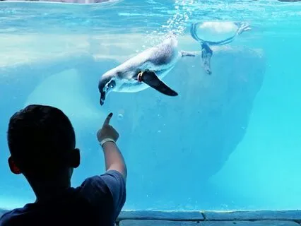 Highlights: Sea Life Aquarium