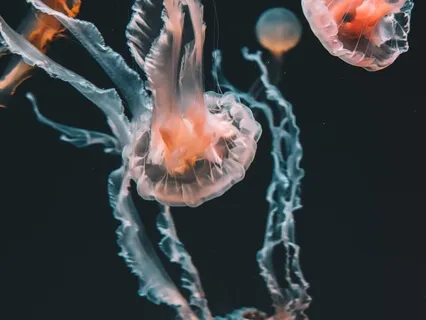 Hijacked - Overcoming The Tricks Of The Mind