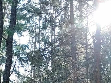 Hiking Meditation On The Allegheny Front Trail